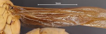 Media type: image;   Entomology 33161 Aspect: Wing hind